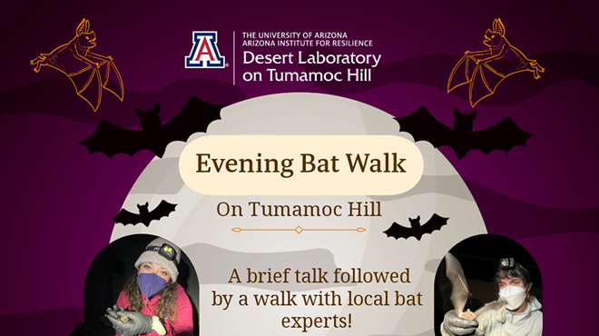 Image: Tumamoc Evening Bat Walk