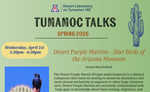 Image: Tumamoc Talks: Desert Purple Martins - Star Birds of the Arizona Monsoon