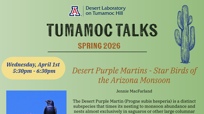 Image: Tumamoc Talks: Desert Purple Martins - Star Birds of the Arizona Monsoon