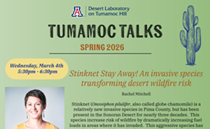 Image: Tumamoc Talks: Stinknet Stay Away! An invasive species transforming desert wildfire risk
