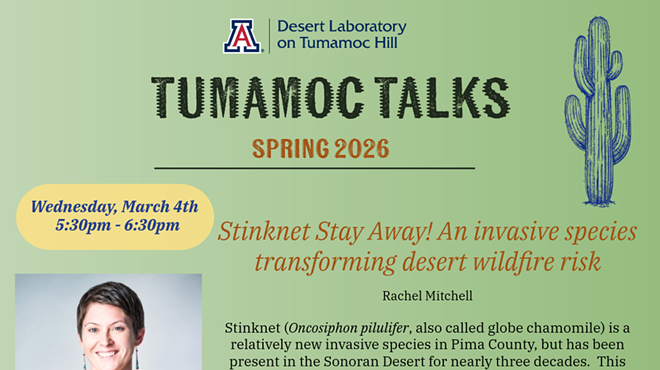 Image: Tumamoc Talks: Stinknet Stay Away! An invasive species transforming desert wildfire risk