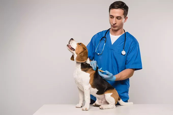 Top-notch pet care needn’t be expensive
