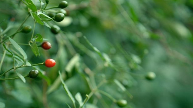 Image: Wild Chile Botanical Area 25th Anniversary Event