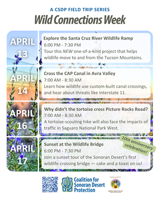Image: Wild Connections Week - Cross the CAP Canal in Avra Valley