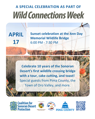 Image: Wild Connections Week - Sunset at the wildlife bridge, 10th anniversary celebration!